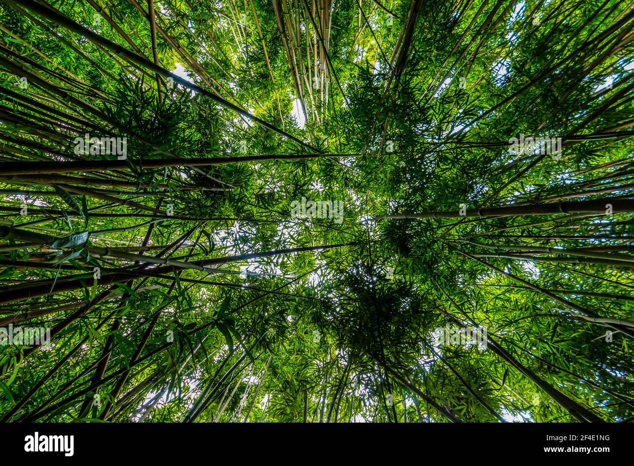 Vertical View of Giant Bamboo Forest on The Pipiwai Trail, Kipahulu District, Haleakal National Park, Maui, Hawaii, USA Stock Photo
