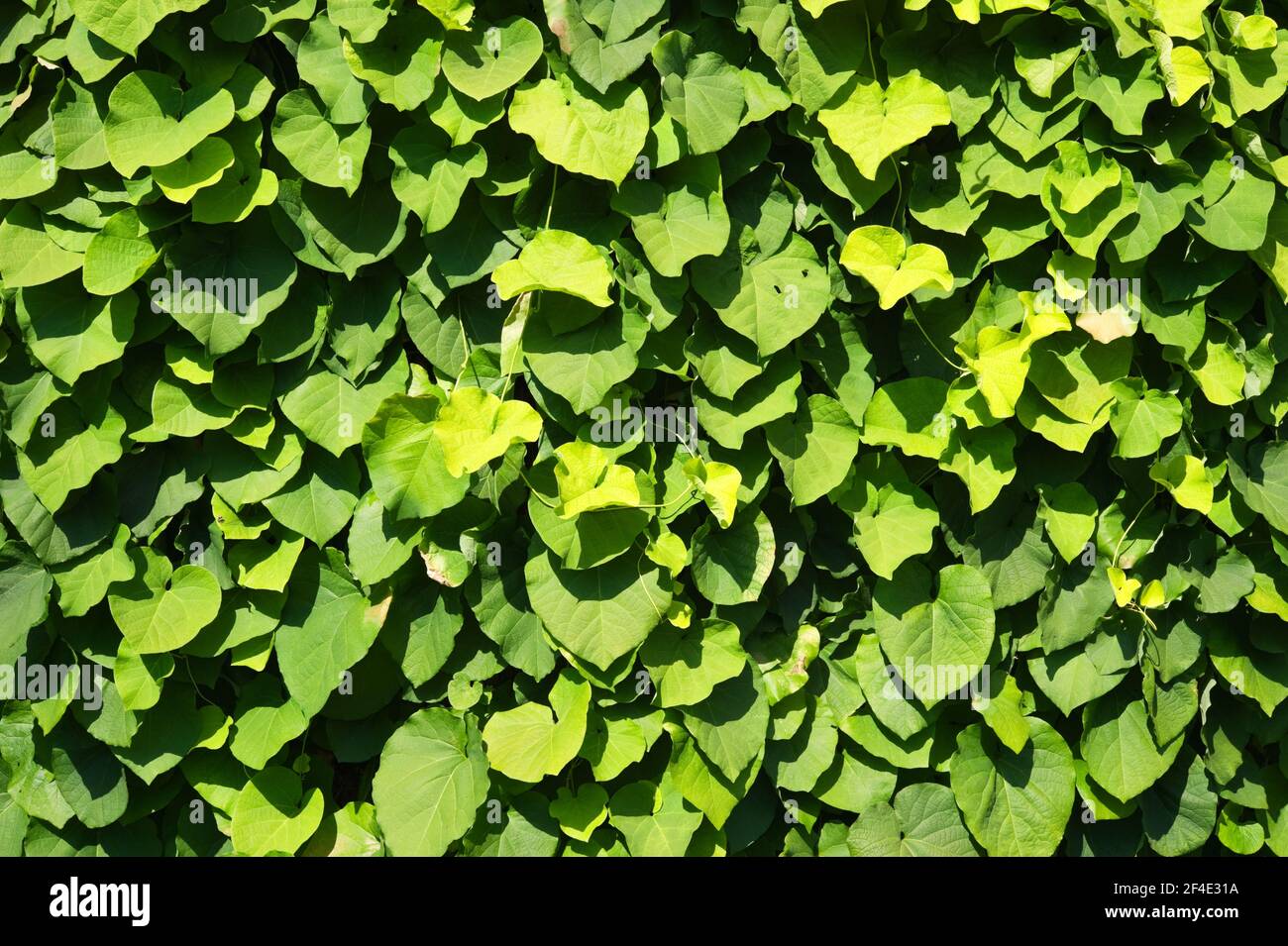 Lush growth of Dutchman's pipe vine (Aristolochia macrophylla) Stock Photo