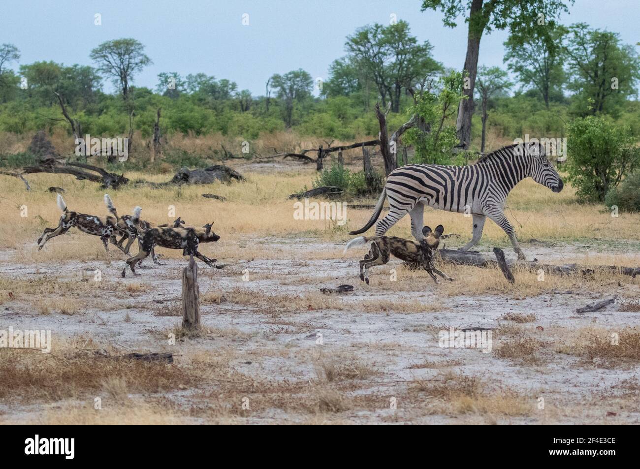 African Wild Dogs chasing a zebra in Botswana's Okavango Delta. Stock Photo