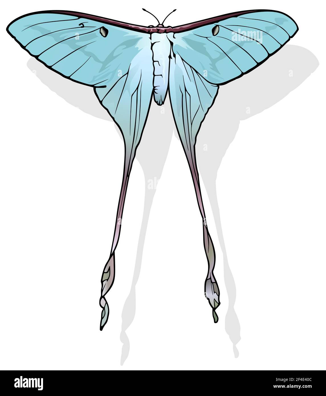 Chinese Moon Moth Stock Vector Image Art Alamy