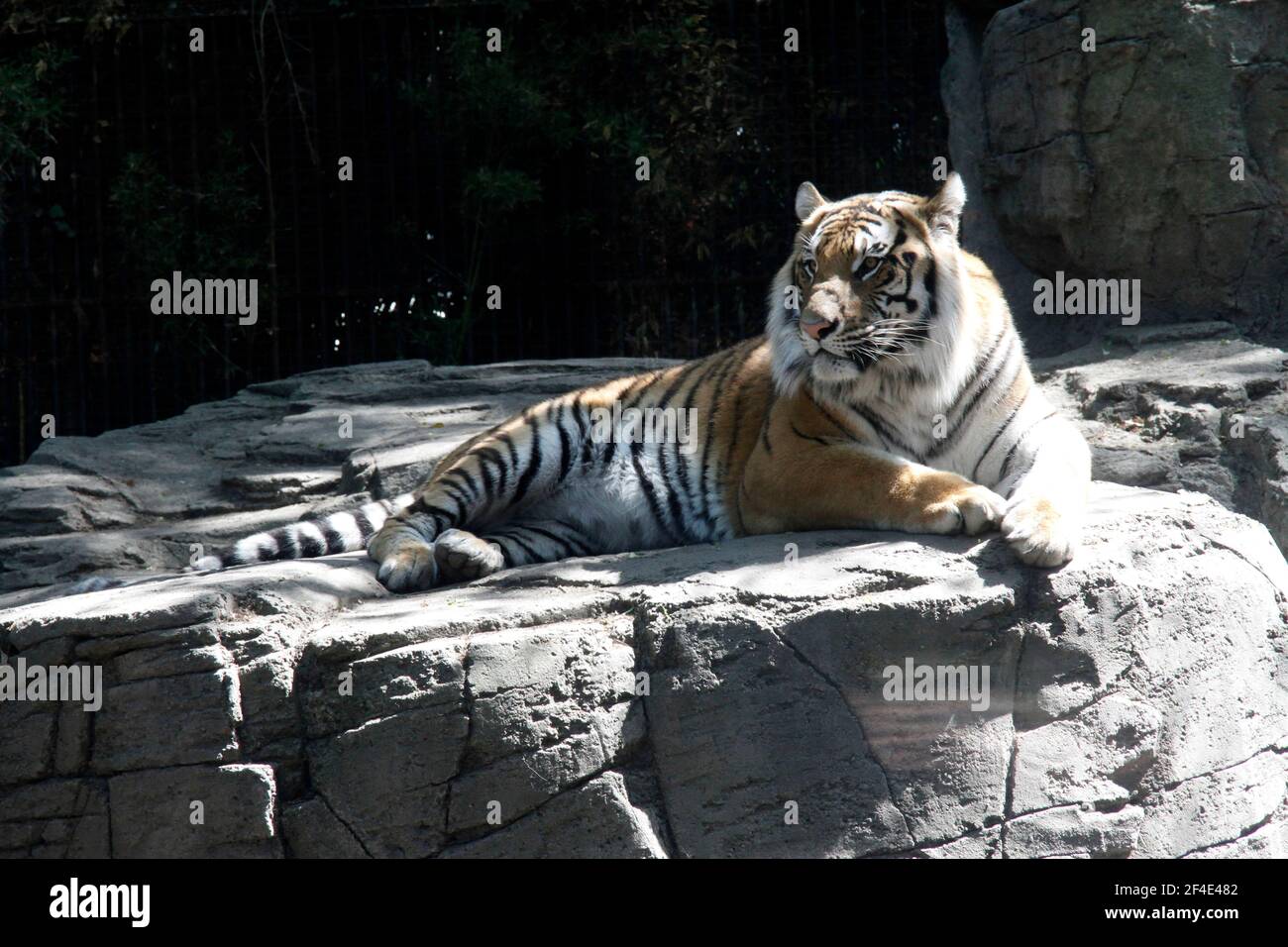 MEXICO CITY, MEXICO - MARCH 11: A Tiger seen during a tourist tour at The  Zoo of Chapultepec persons take safety protocols during the reopening with  the orange epidemiological traffic light, The