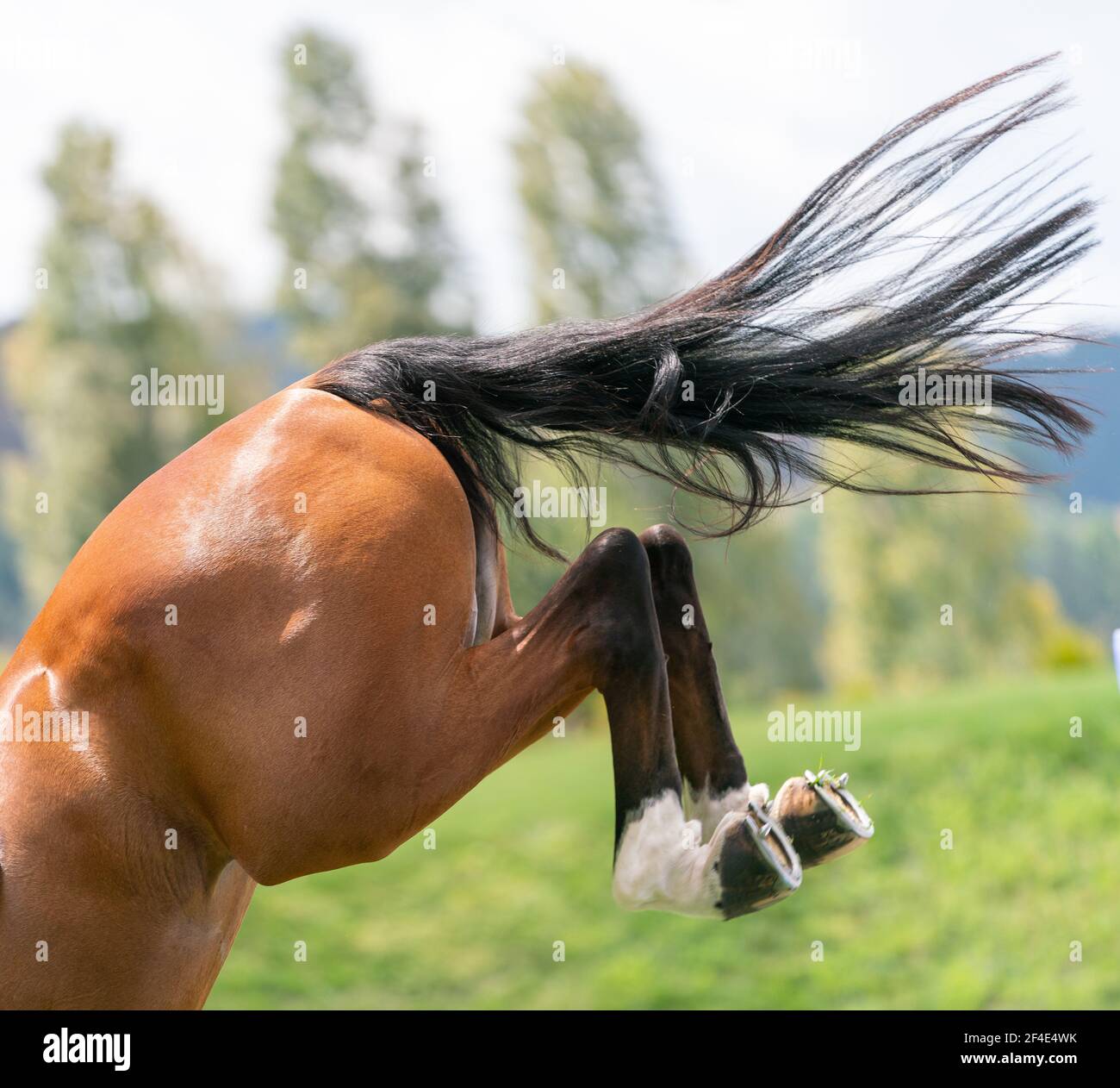 Rear or hind-quarters of brown horse with feet up bucking Stock Photo