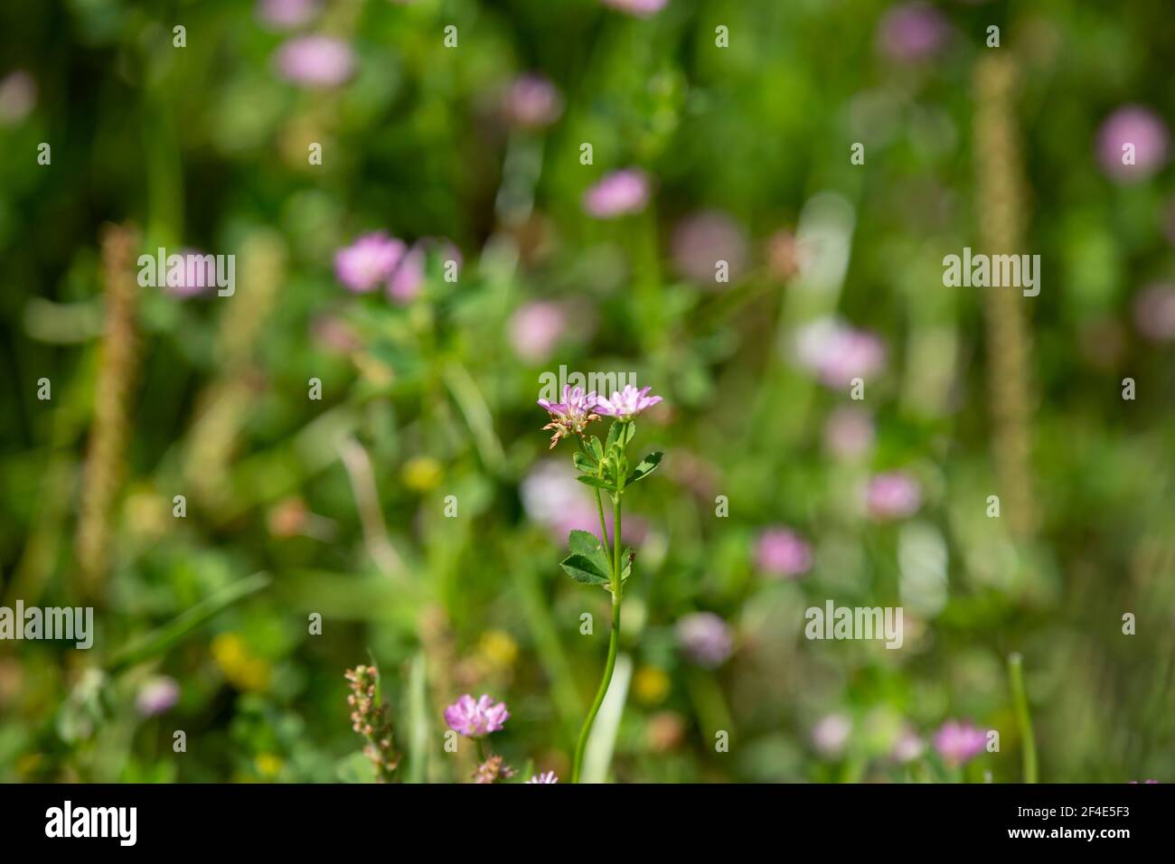 Organic wildflower scenery hi-res stock photography and images - Alamy