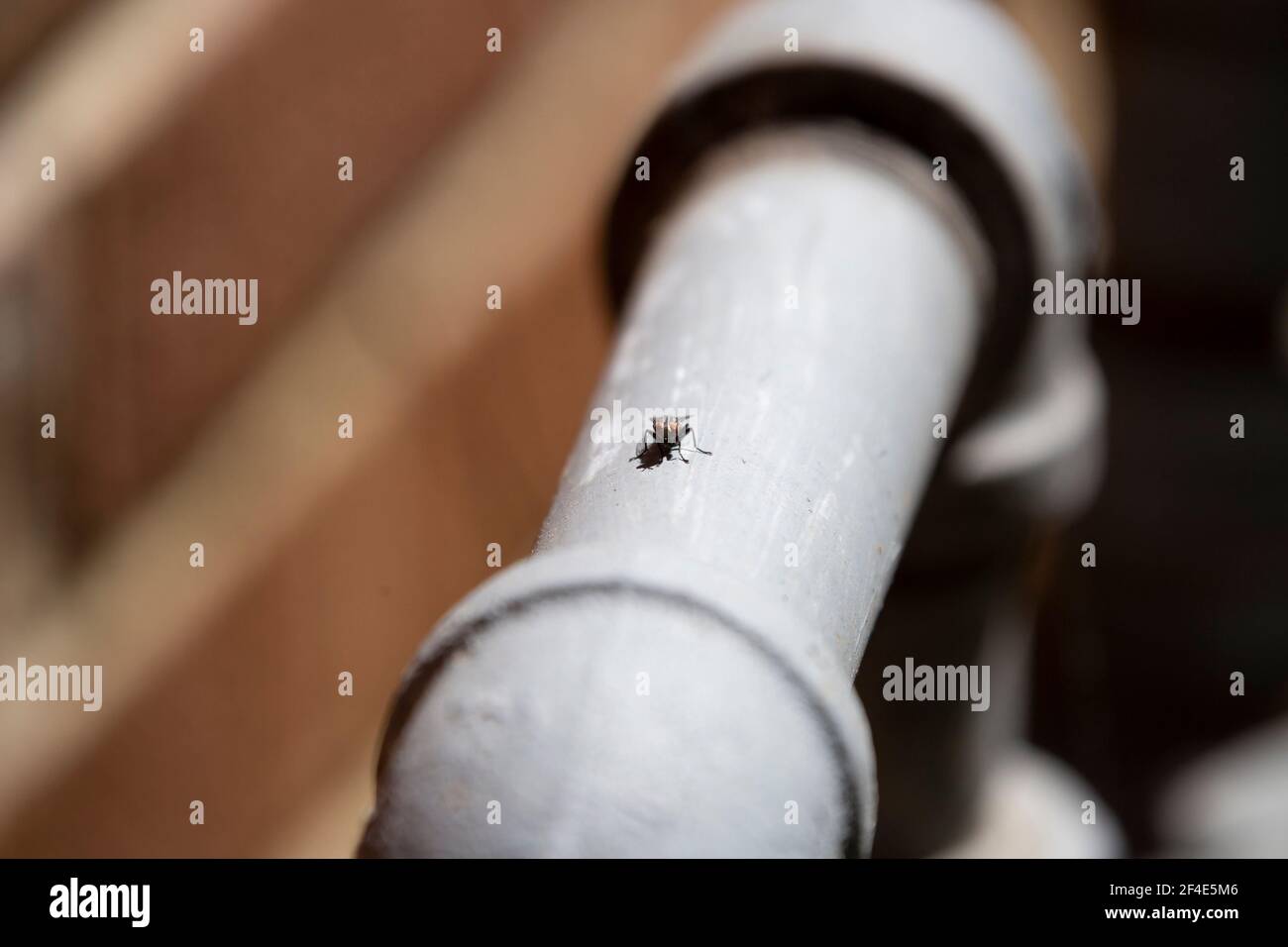 Flesh fly (Sarcophagidae) on a grey water pipe next to a red brick building Stock Photo