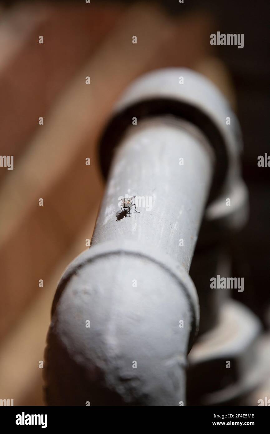 Flesh fly (Sarcophagidae) on a grey water pipe next to a red brick building Stock Photo