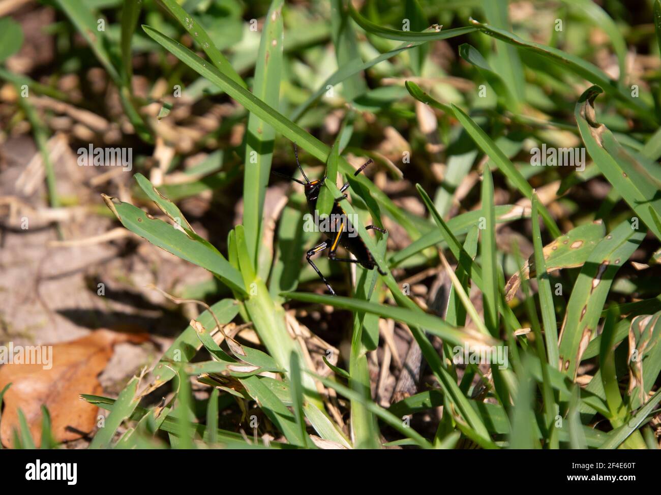 Southeastern lubber grasshopper (Romalea microptera) climbing blades of grass Stock Photo