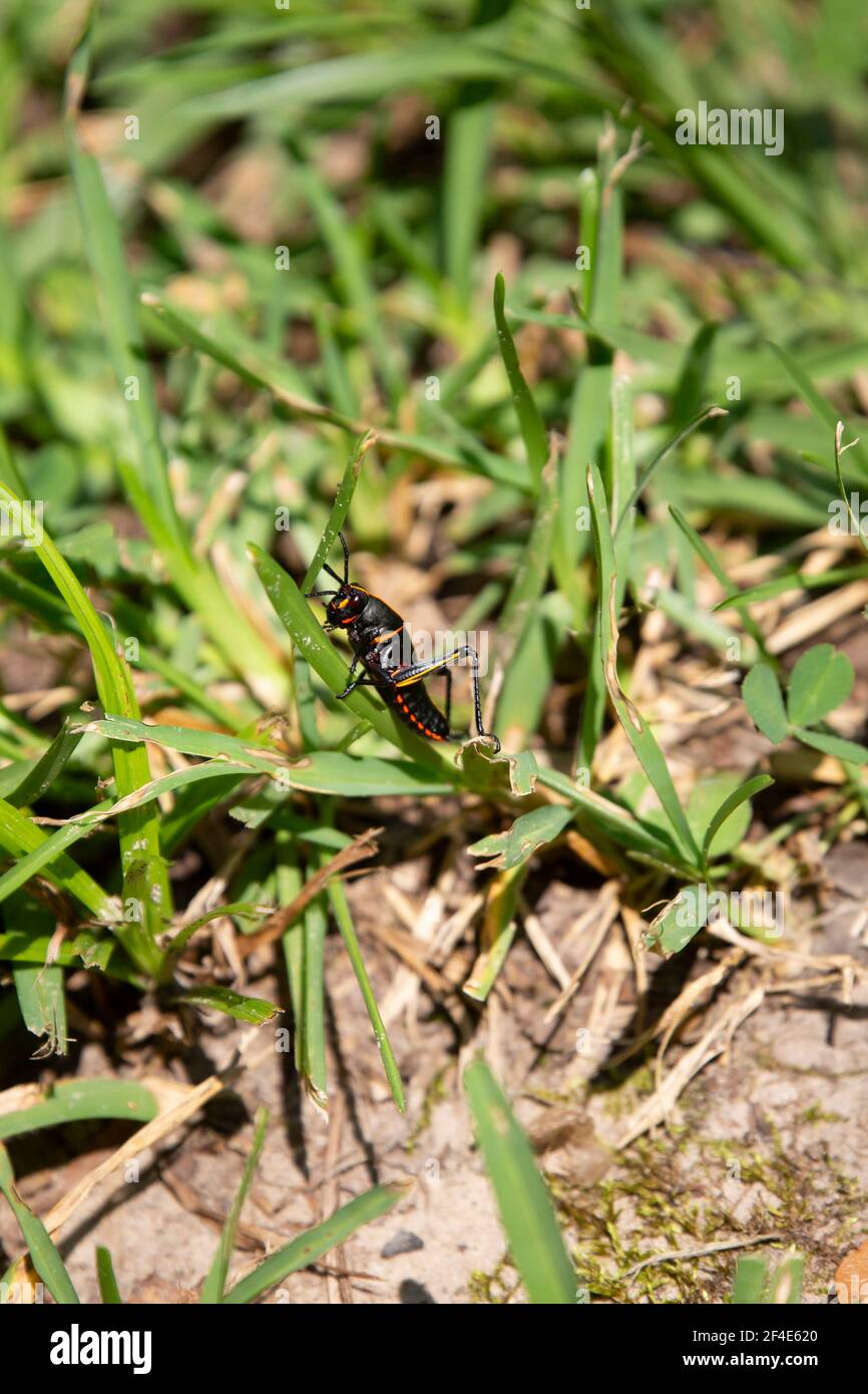 Southeastern lubber grasshopper (Romalea microptera) climbing blades of grass Stock Photo