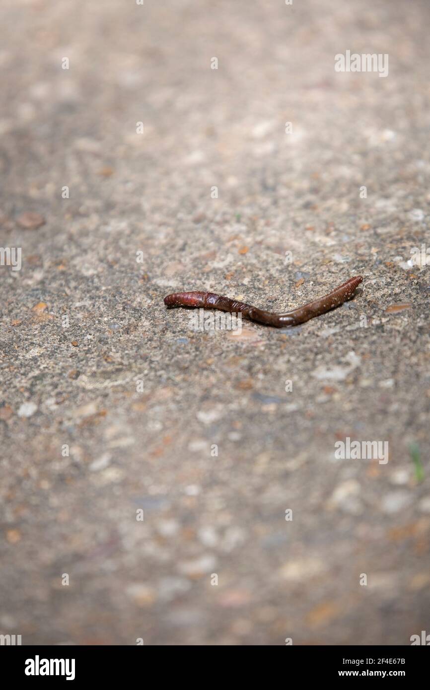 Dried earthworm on a hot cement sidewalk Stock Photo Alamy
