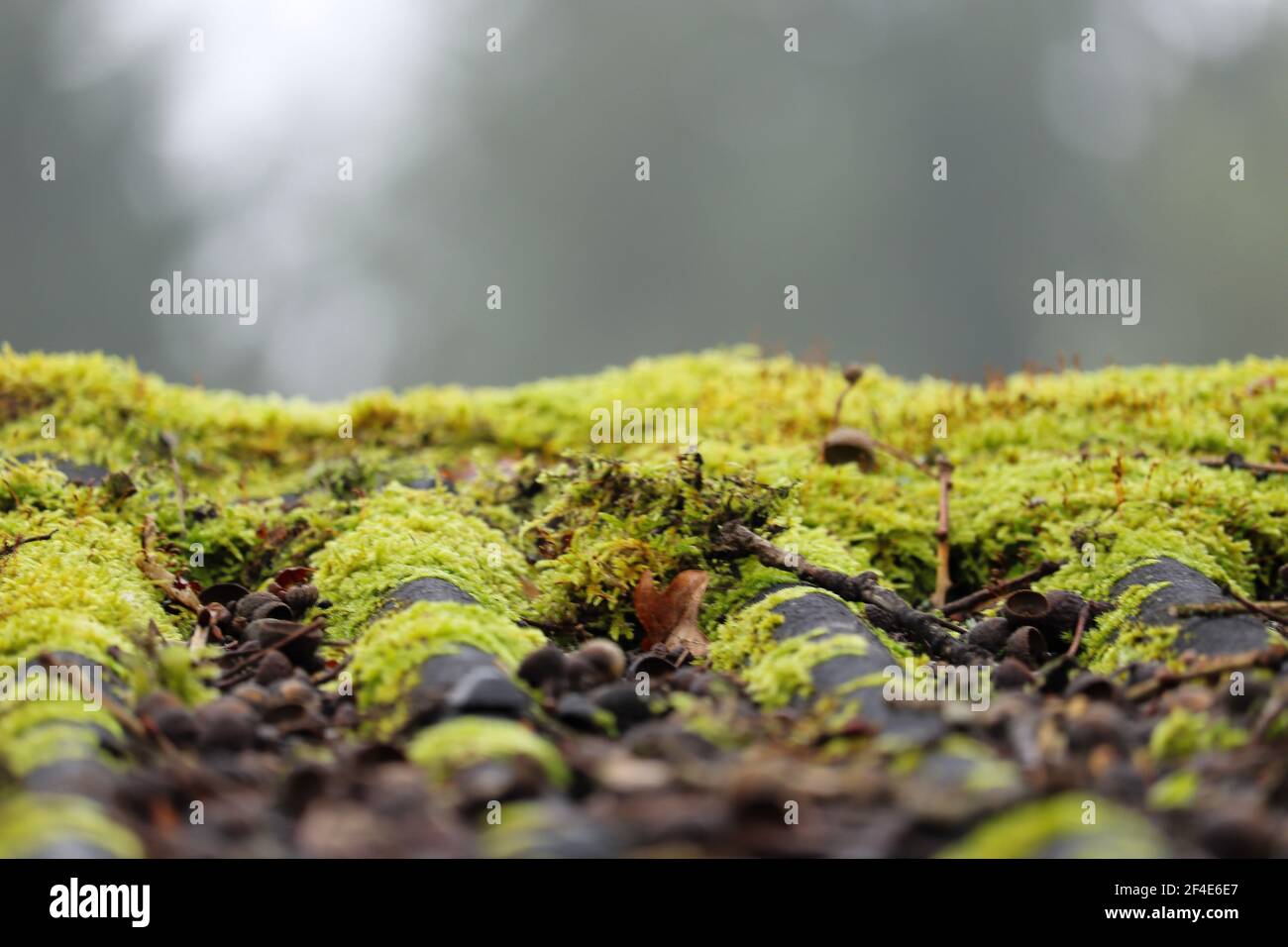 Green moss on the roof of a wooden shed in the front yard Stock Photo