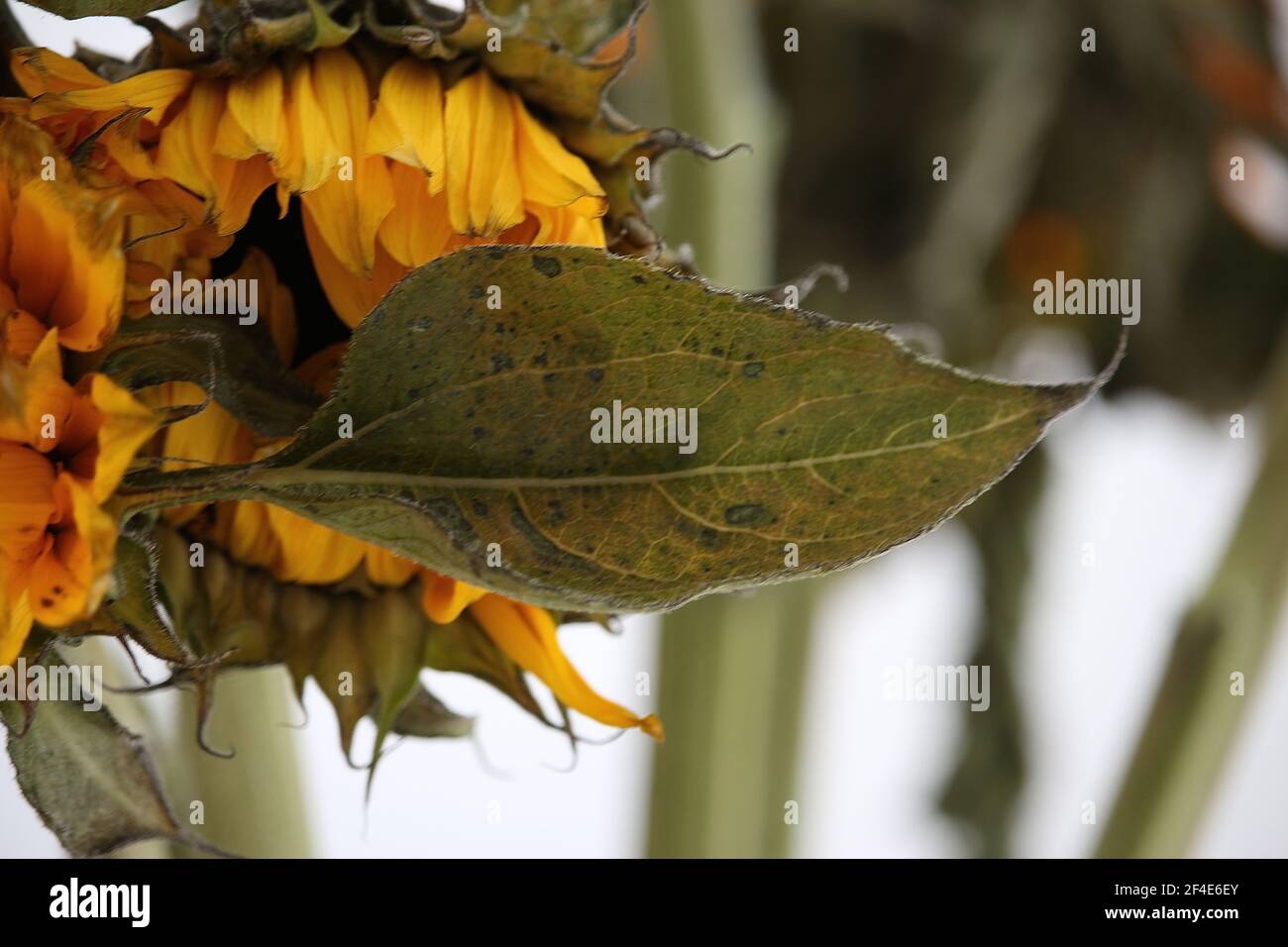 Plants radiantly reflecting light Stock Photo Alamy