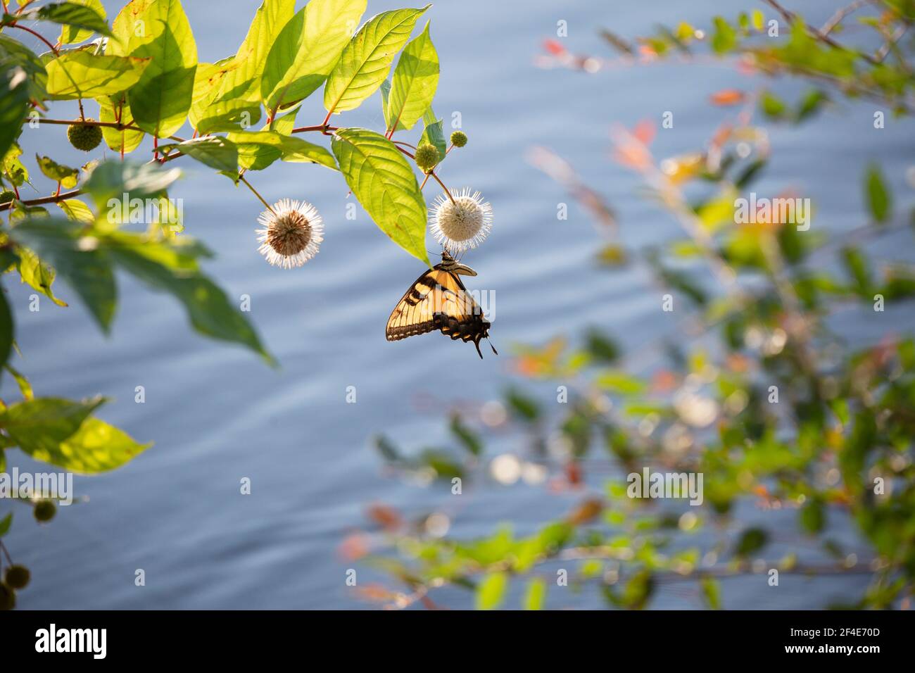 Tiger swallowtail butterfly (Papilio glaucus) on a buttonbush (Cephalanthus occidentalis) flower Stock Photo