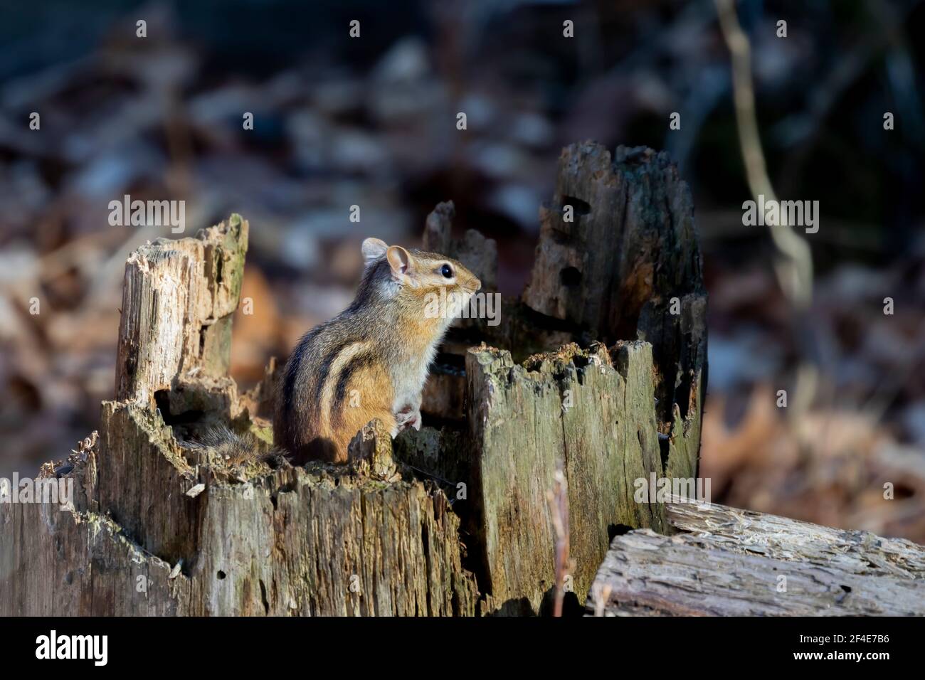 The eastern chipmunk (Tamias striatus) in the spring forest Stock Photo