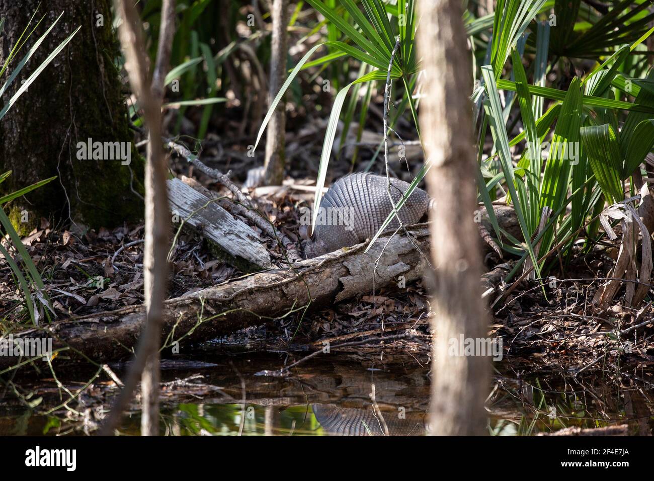 Nine-banded armadillo (Dasypus novemcinctus) foraging for insects under a fallen limb near a stream Stock Photo