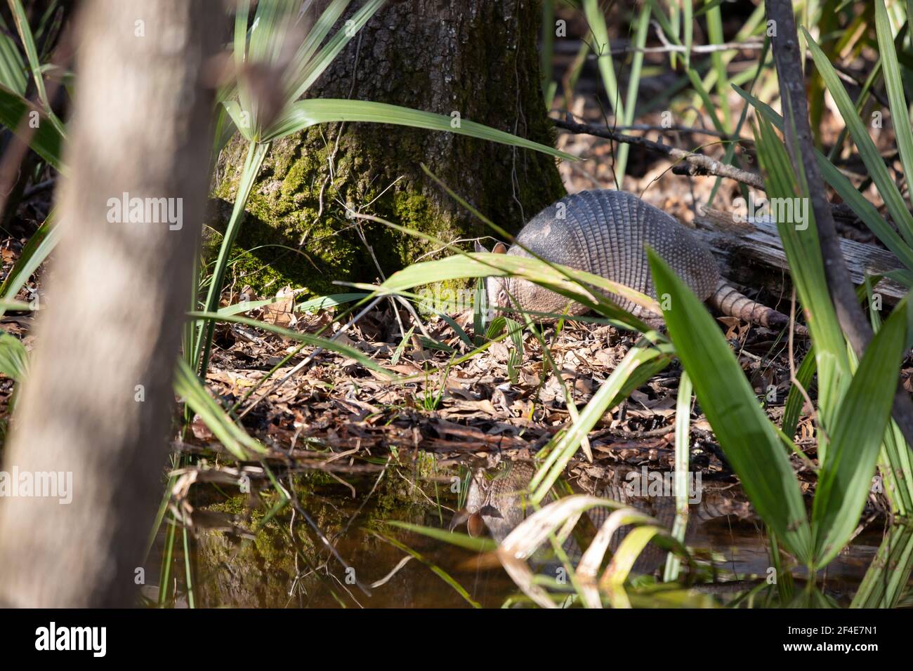 Nine-banded armadillo (Dasypus novemcinctus) and its reflection foraging for insects near a stream Stock Photo