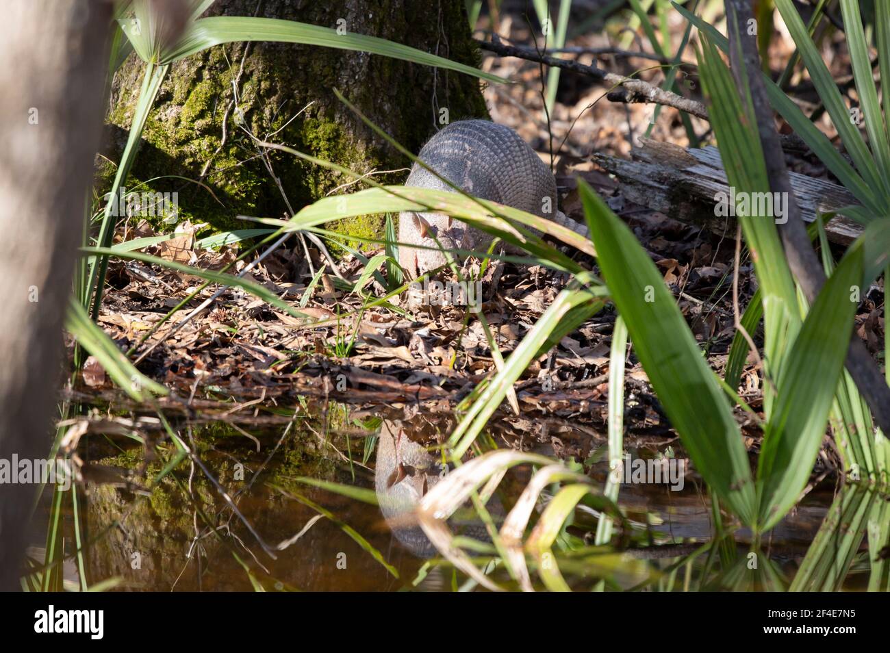 Nine-banded armadillo (Dasypus novemcinctus) and its reflection foraging for insects near a stream Stock Photo
