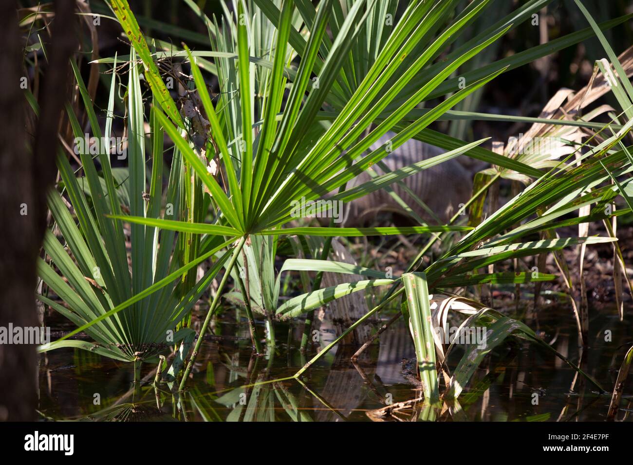 Nine-banded armadillo (Dasypus novemcinctus) foraging near a stream, focus on the palmetto plants in front of the armadillo Stock Photo