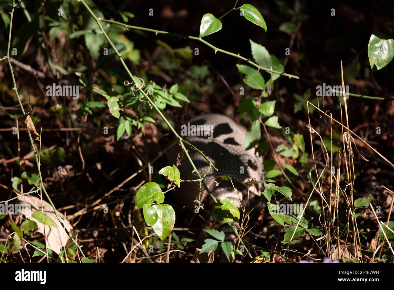 Blurry nine-banded armadillo (Dasypus novemcinctus) foraging for insects in a yard behind thorny vines Stock Photo
