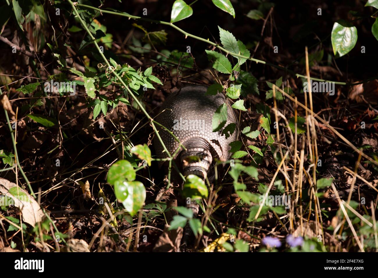 Nine-banded armadillo (Dasypus novemcinctus) foraging for insects in a yard behind thorny vines Stock Photo