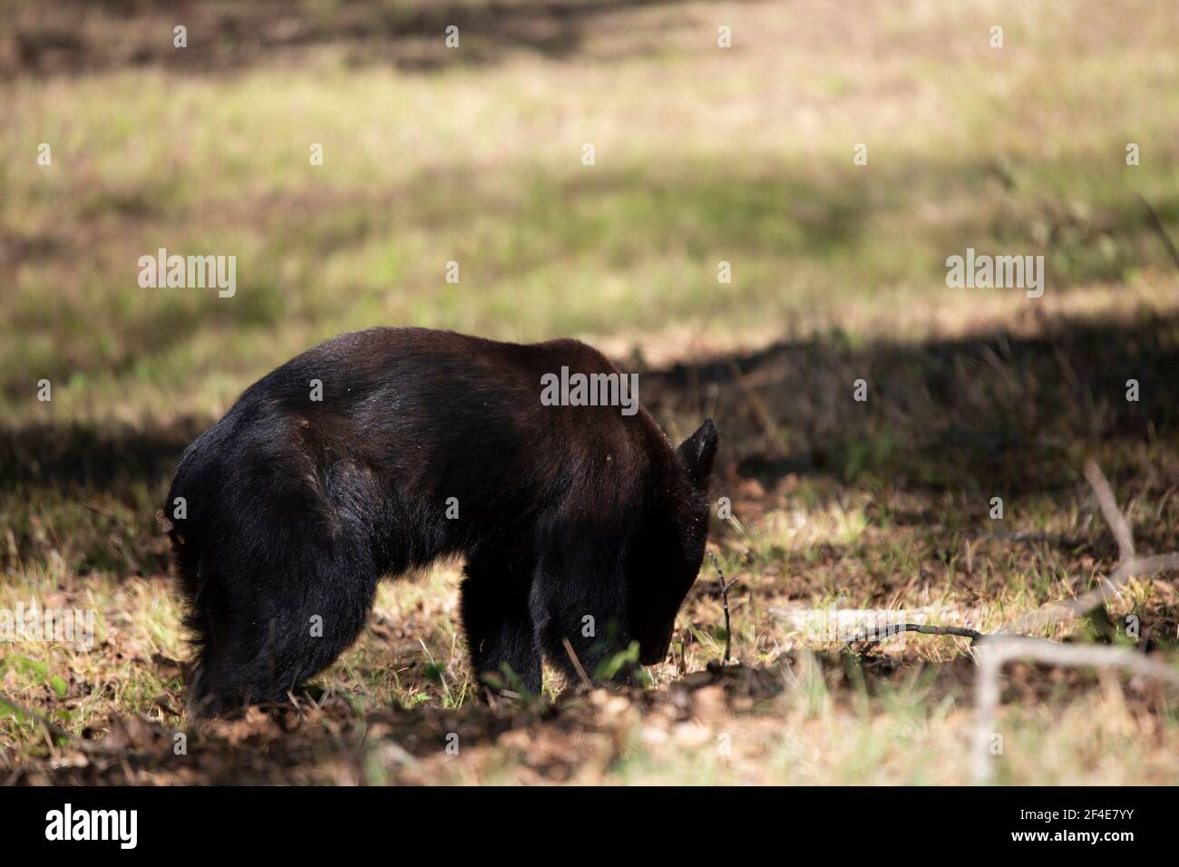 Young black bear (Ursus americanus) yearling foraging for insects and plants on the ground Stock Photo