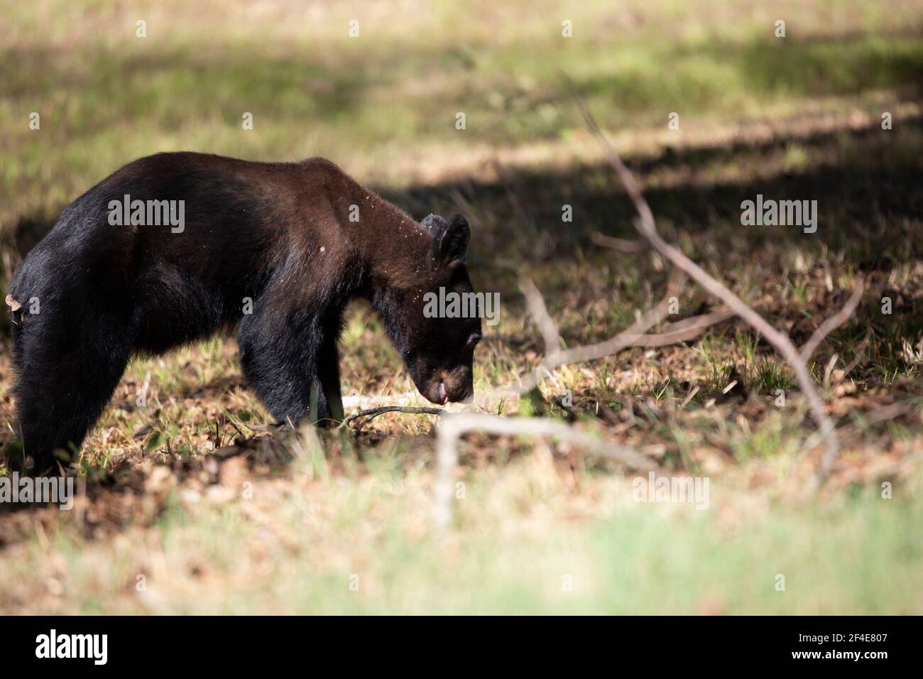 Young black bear (Ursus americanus) yearling foraging for insects and plants on the ground Stock Photo