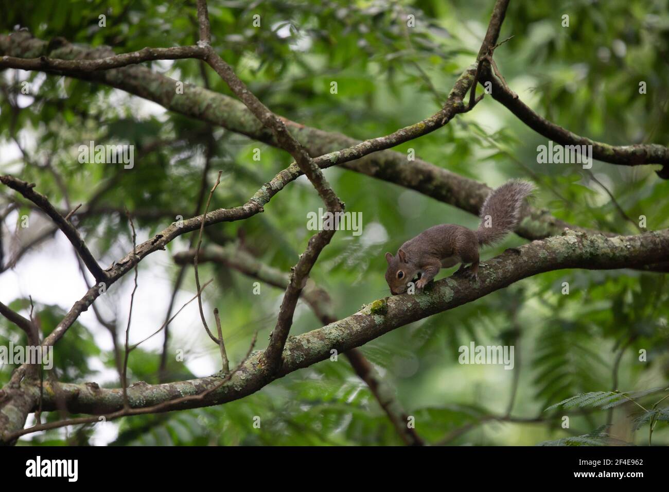 Squirrel chewing the bark off a tree limb Stock Photo Alamy