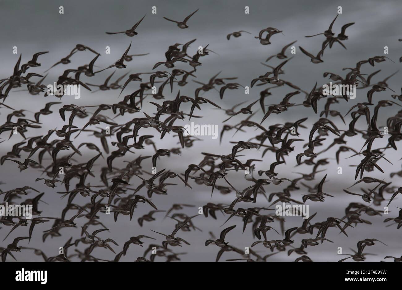 Point reyes national seashore birds hi-res stock photography and images ...