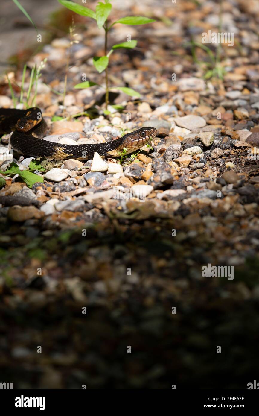 Snakes mating hi-res stock photography and images - Alamy