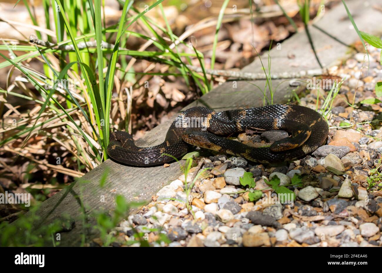 Two snakes mating hi-res stock photography and images - Alamy