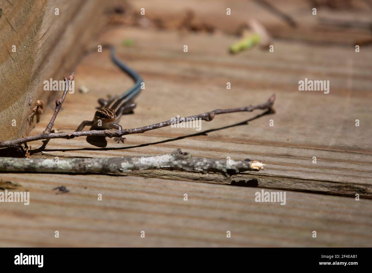 Juvenile five-lined skink (Plestiodon fasciatus) on a wooden boardwalk Stock Photo