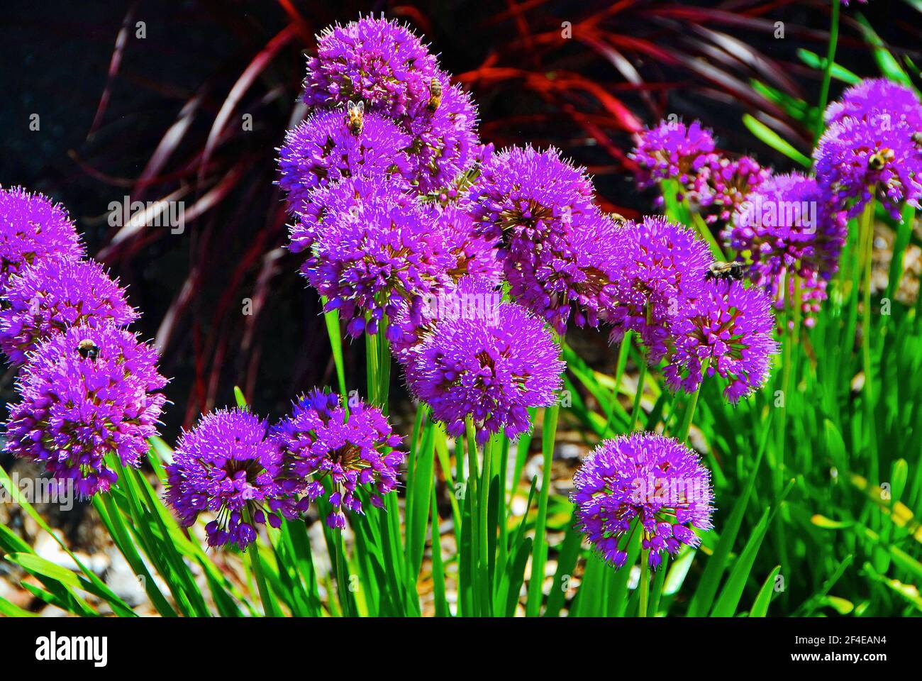 A group of vibrant, purple allium blooming in spring. Stock Photo