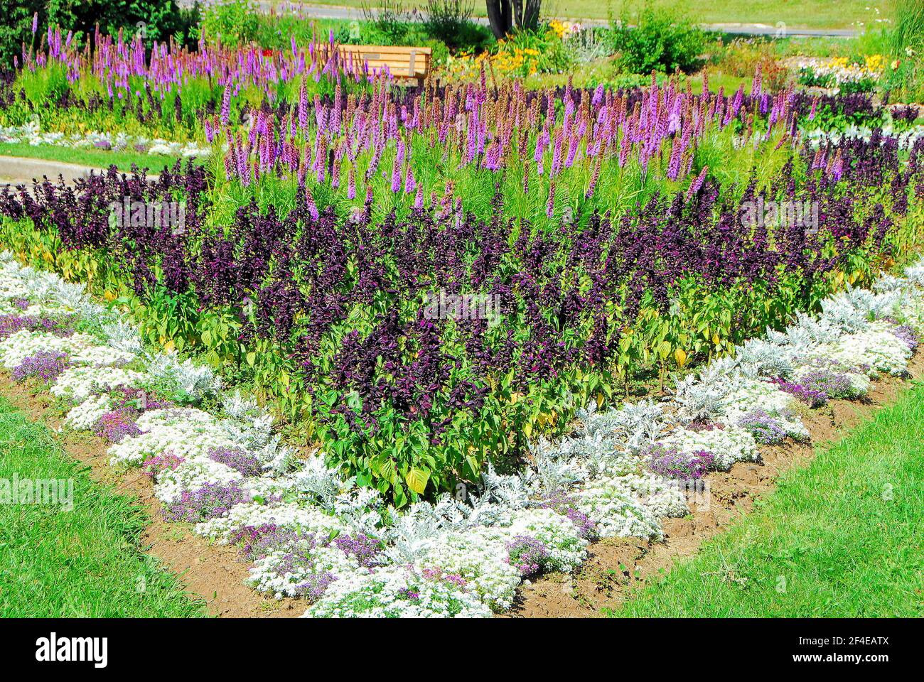 Dark burgandy and magenta flowers in flower beds edged by white and purple alyssum low growing flowers. Stock Photo