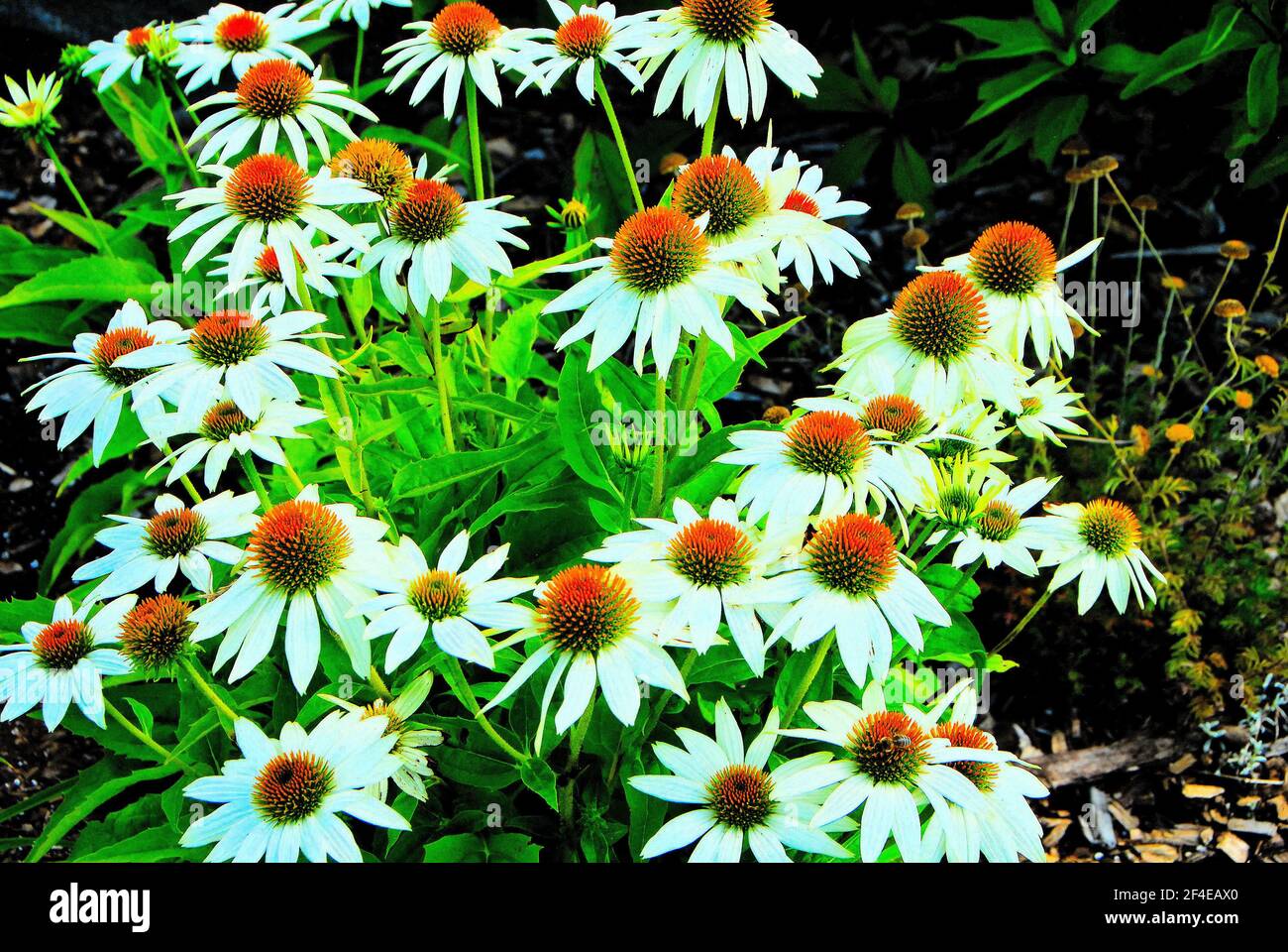 A group of white coneflowers in a public garden on a summer's day. Stock Photo