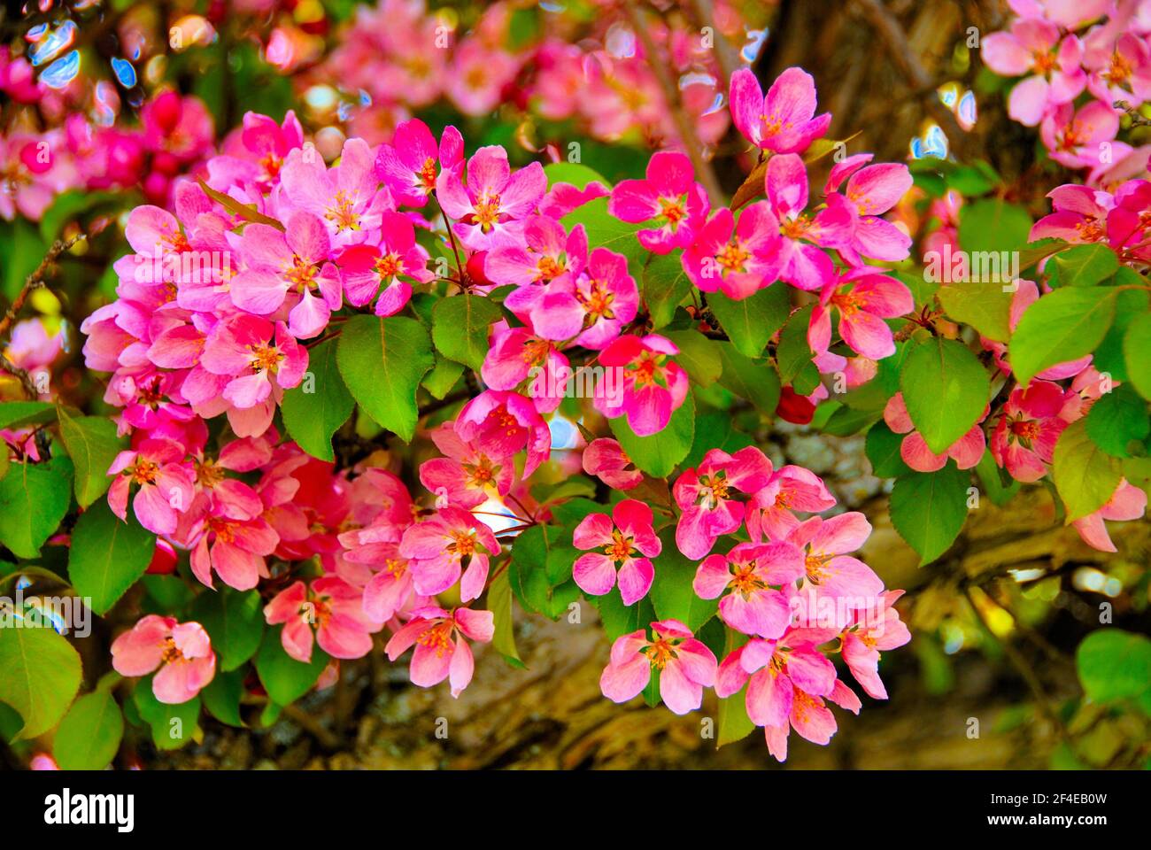 Deep pink blossoms and green leaves on an ornamental flowering tree in spring. Stock Photo