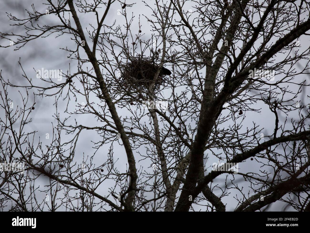 Tail of an American crow (Corvus brachyrhynchos) over the edge of its nest Stock Photo