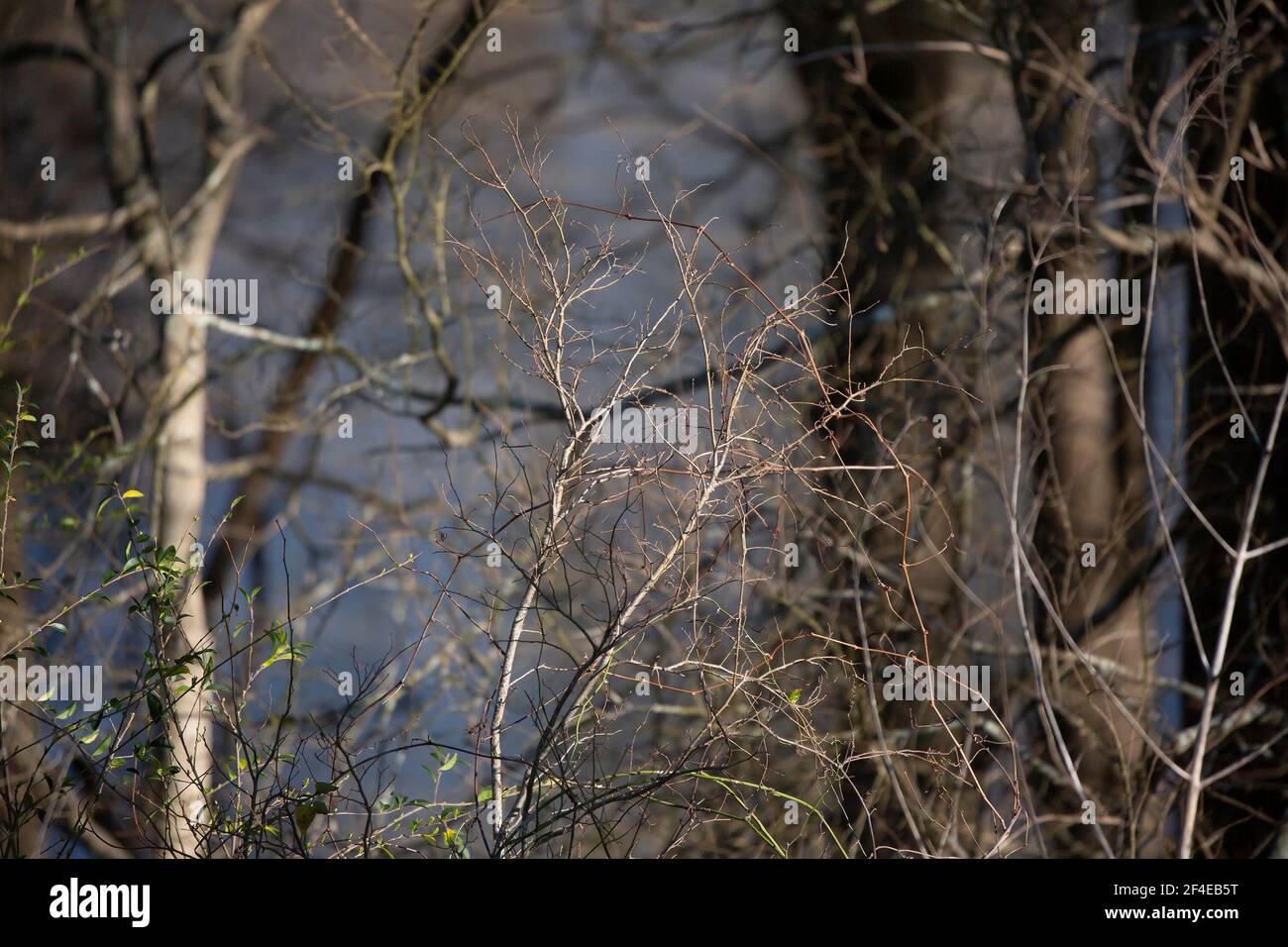 Dried plant bramble and its reflection over swamp water Stock Photo - Alamy