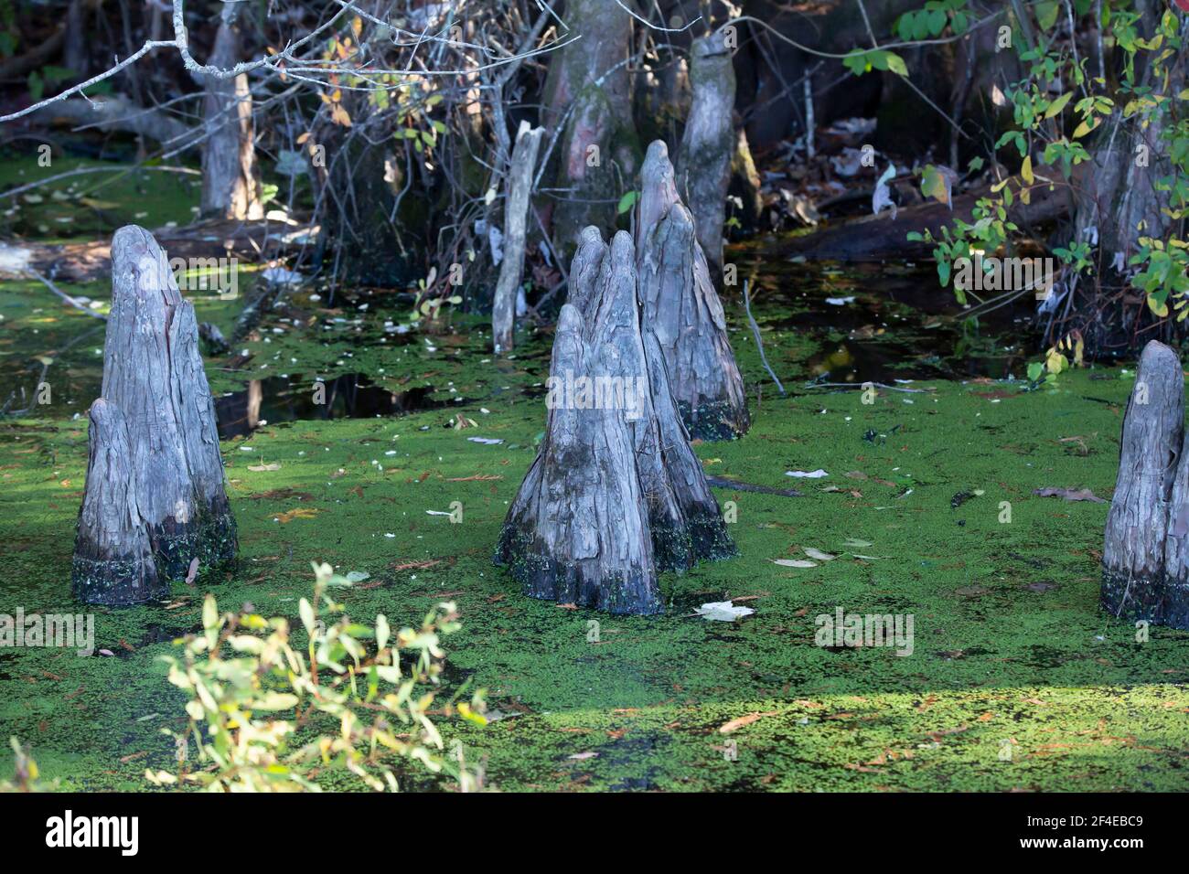 Cypress tree knees jutting out along the edge of a swamp lake Stock Photo