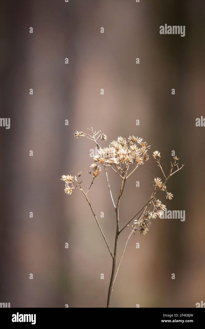 Close up of a bouquet of dried weeds Stock Photo - Alamy