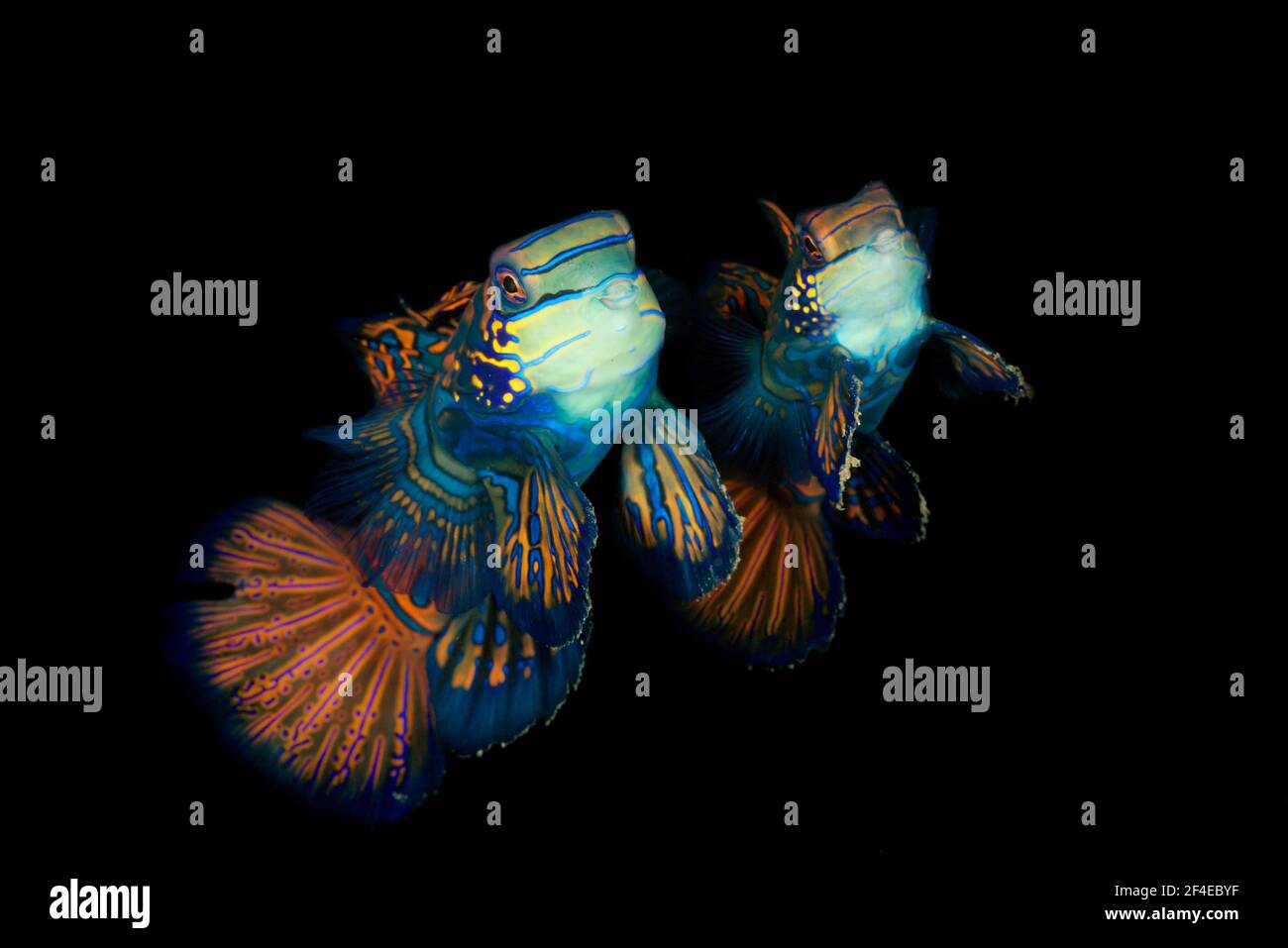 A couple of mandarinfish or mandarin dragonets (Synchiropus splendidus) coming out for mating at sunset at the reef of the Lembeh Strait. Stock Photo