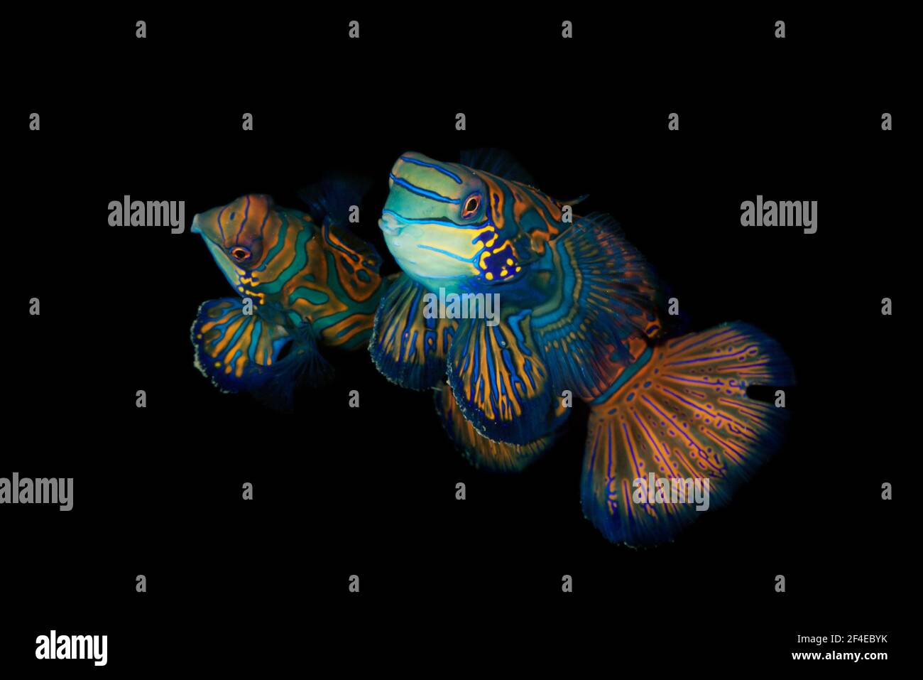 A couple of mandarinfish or mandarin dragonets (Synchiropus splendidus) coming out for mating at sunset at the reef of the Lembeh Strait. Stock Photo