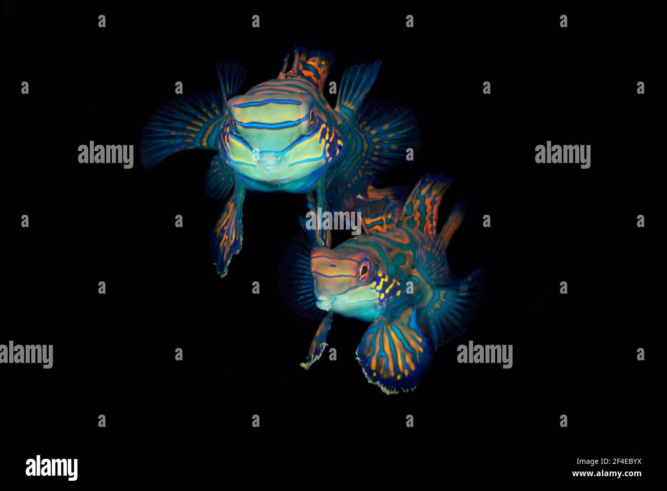 A couple of mandarinfish or mandarin dragonets (Synchiropus splendidus) coming out for mating at sunset at the reef of the Lembeh Strait. Stock Photo