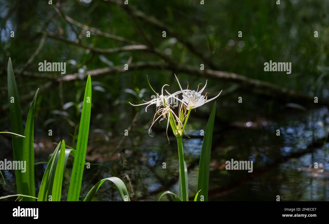 Spider lily flowers (Lycoris radiata) at the edge of a swamp Stock Photo