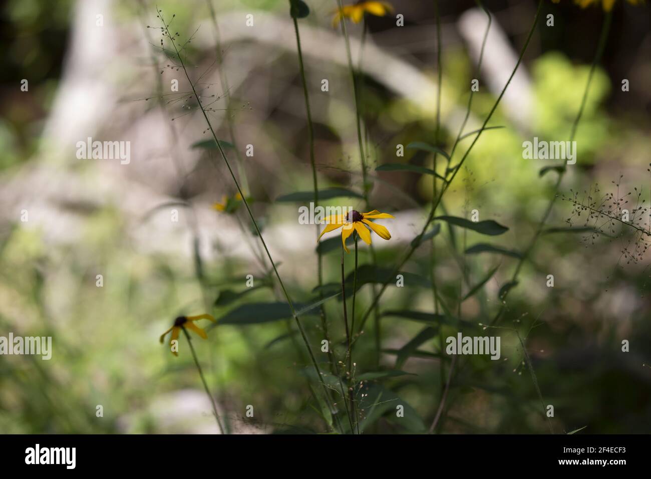 Close up of a bouquet of sunflowers growing in a flowerbed Stock Photo