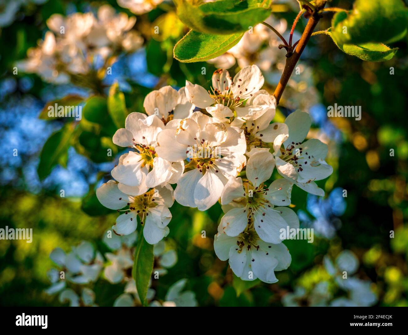 Close-up on wild pear(Pyrus pyraster) flowers Stock Photo
