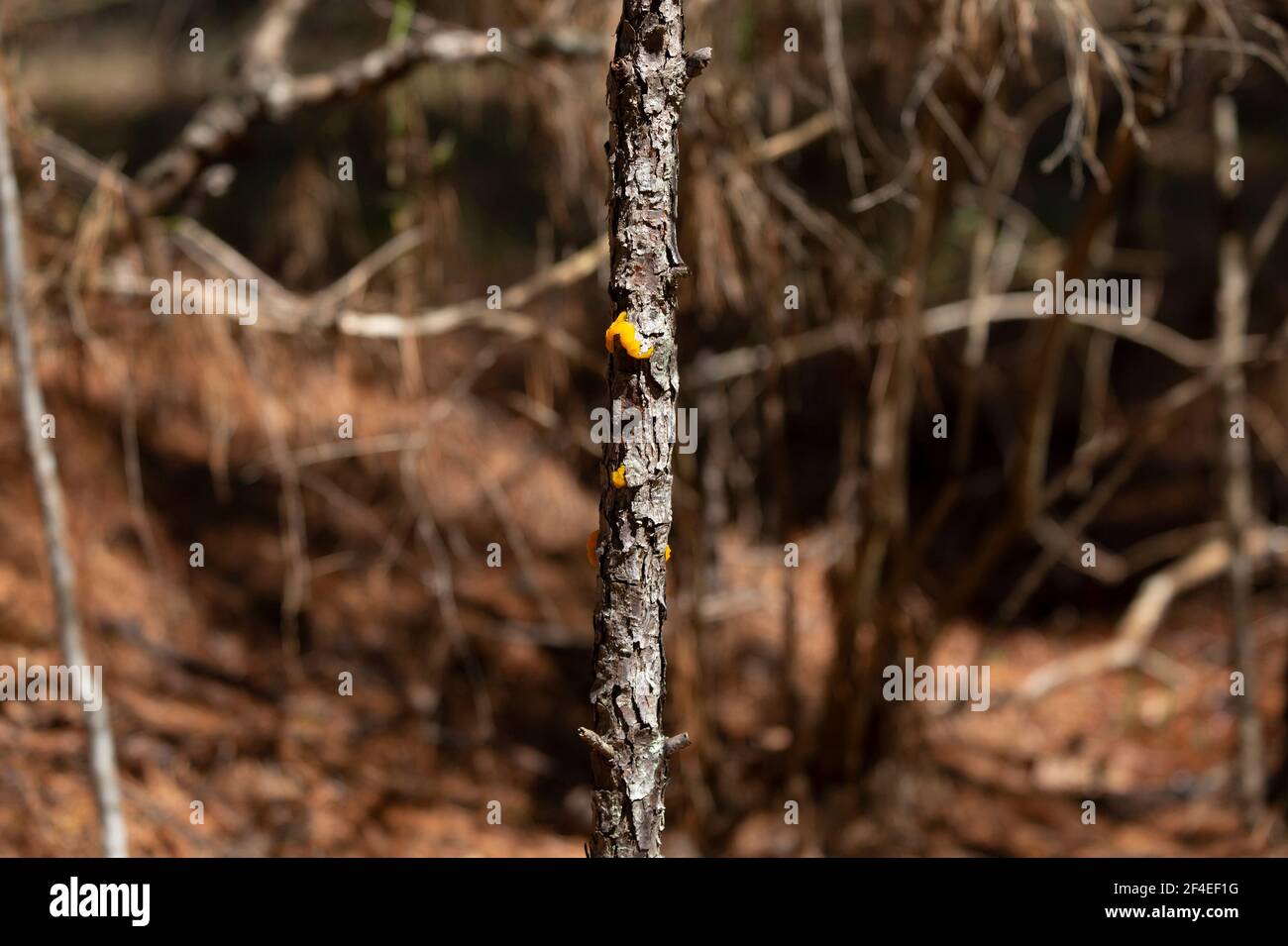 Orange jelly fungus (Dacrymyces chrysospermus) on a tree Stock Photo