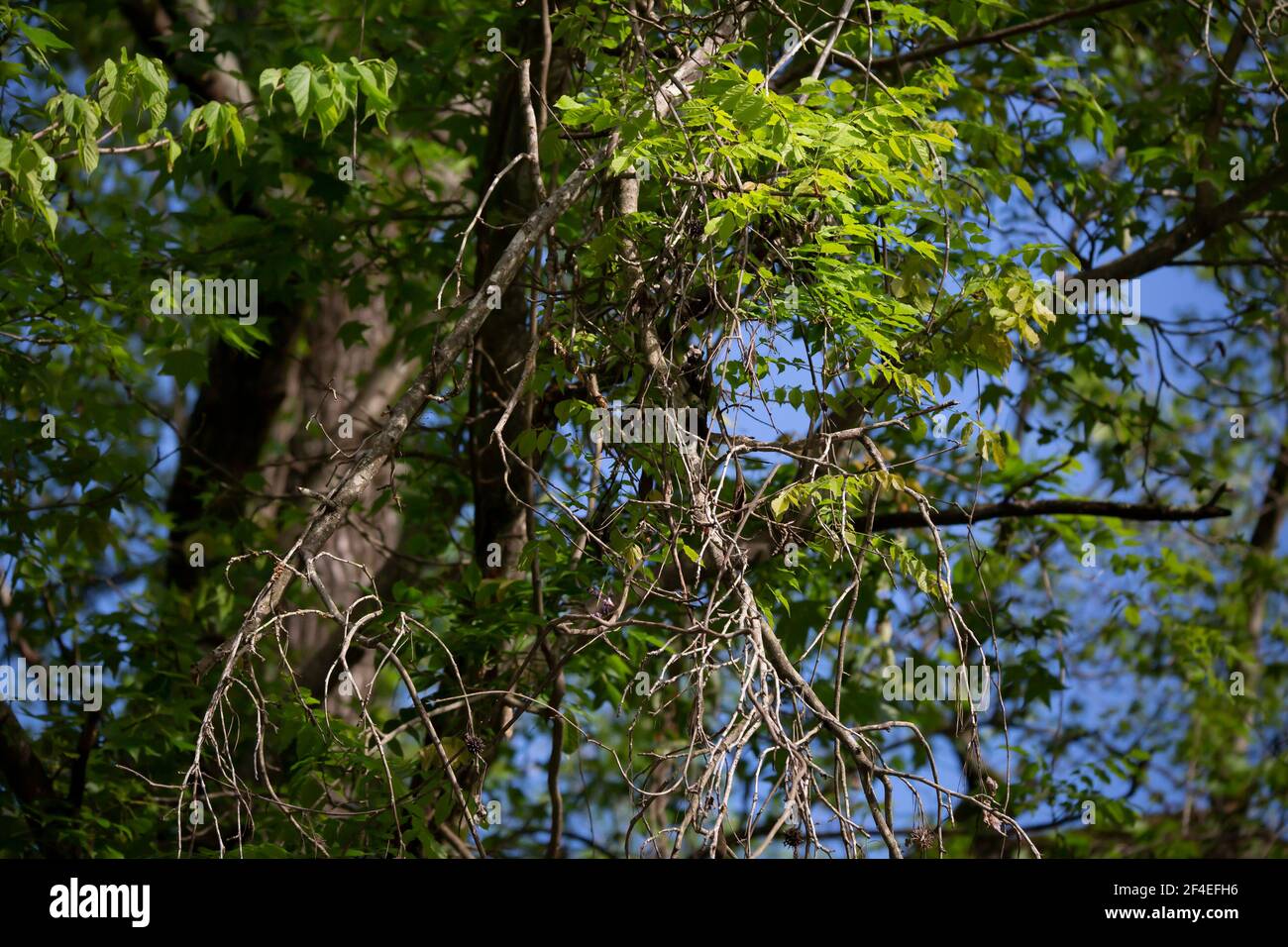Leafless, dying branches hanging down from a vibrant, green tree Stock