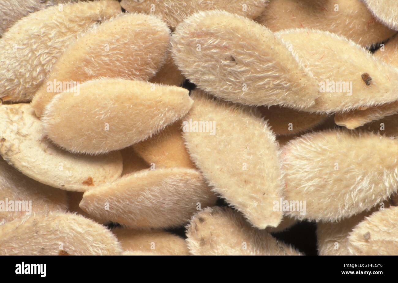 SEEDS OF THE AFRICAN HORNED MELON ( ALSO KNOWN AS KIWANO OR AFRICAN