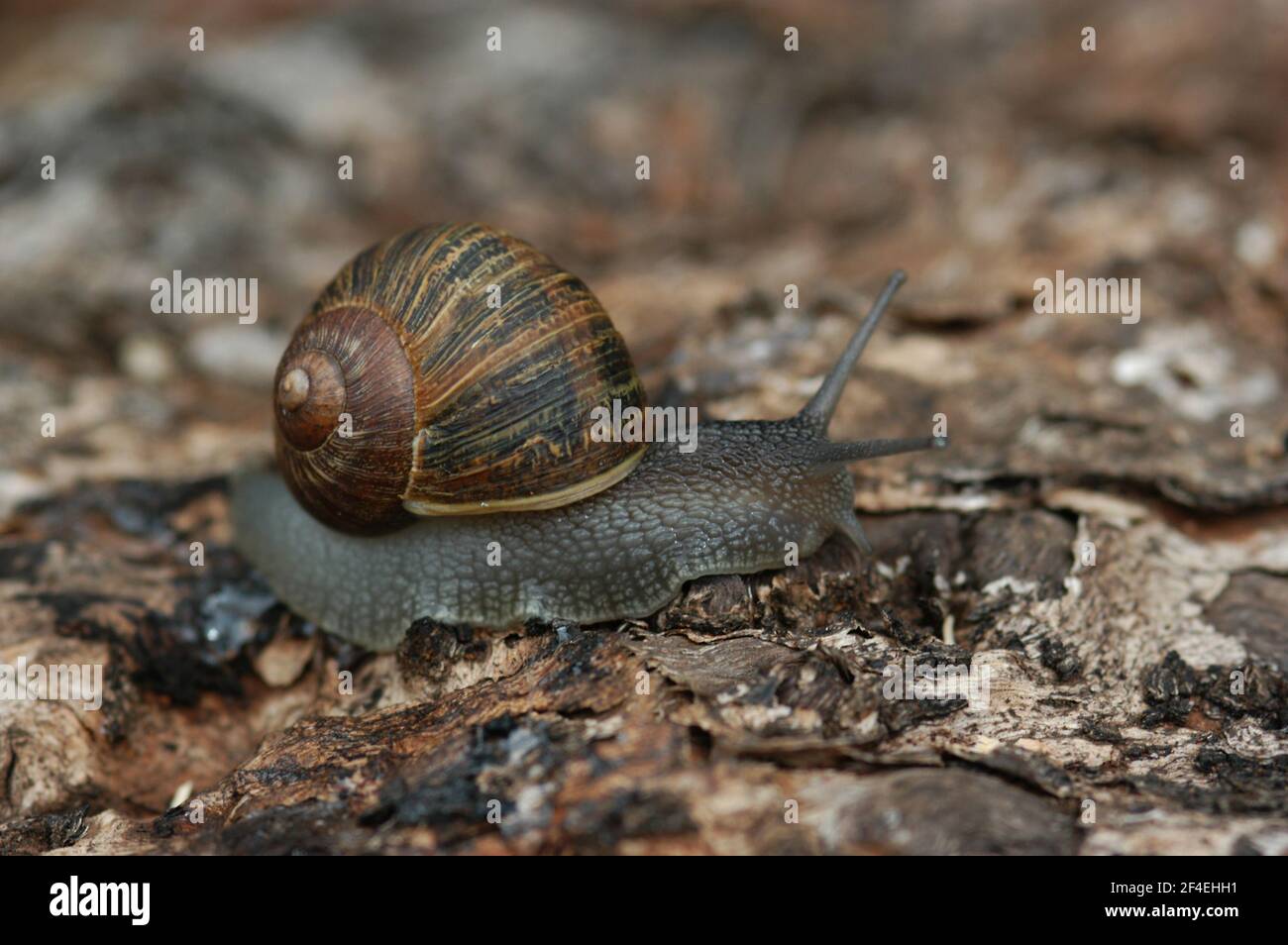 COMMON BROWN GARDEN SNAIL (CORNU ASPERSUM, SYN. CRYPTOMPHALUS ASPERSUS ...