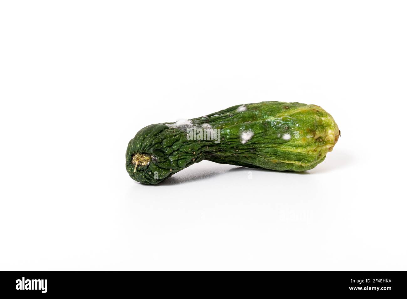 Spoiled cucumber covered with mold isolated on white background Stock Photo
