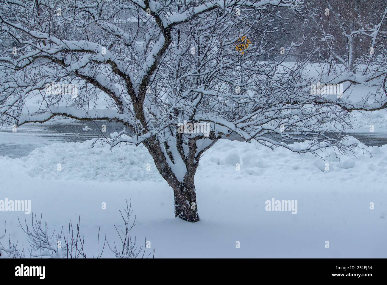 Heavy Apple Tree High Resolution Stock Photography and Images - Alamy