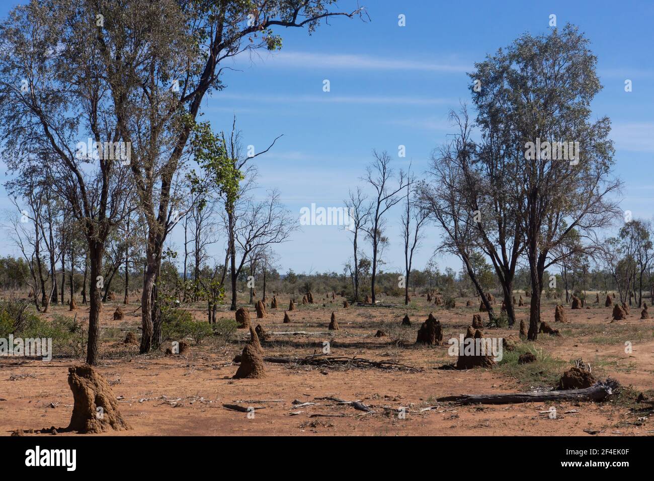 Cattle country in Western Queensland near Aramac with scrubby gum trees and many termite mounds against a blue sky. Stock Photo